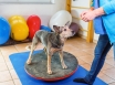 Animal physiotherapy a rapidly growing profession